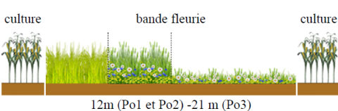 Luc Hayois biodiversité 3