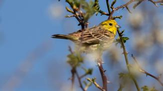 bruant jaune