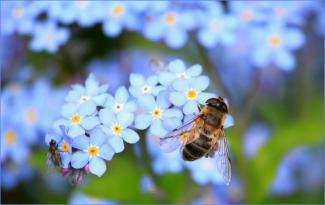 Insecte posé sur une fleur