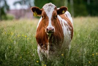 vache en prairie