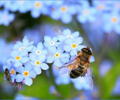 Insecte posé sur une fleur