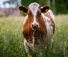 vache en prairie